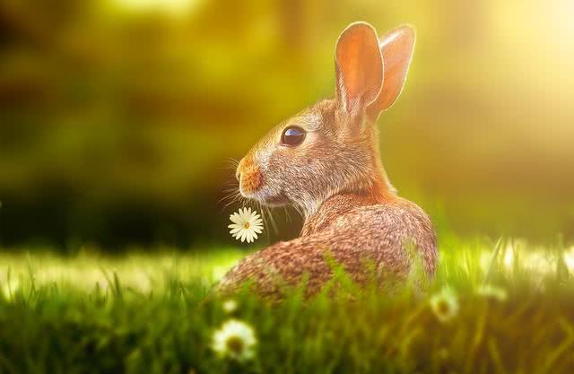 单身的属兔人在这个月的桃花运顺畅,而且异性对于你的好感也会增加