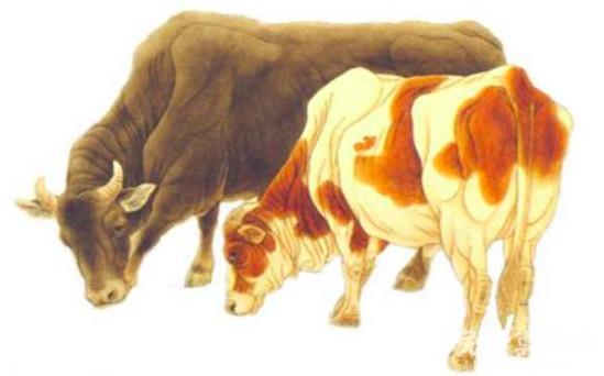 属牛和什么属相配比较好,与牛白头偕老的生肖有哪些 1