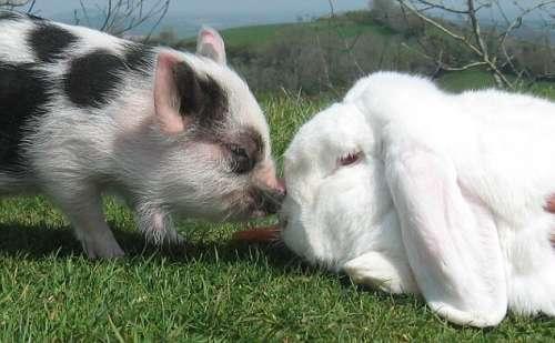 英国农场猪和兔子成形影不离好友同吃住(图)