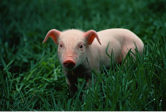 十二生肖猪图片可爱小猪生活日常图片
