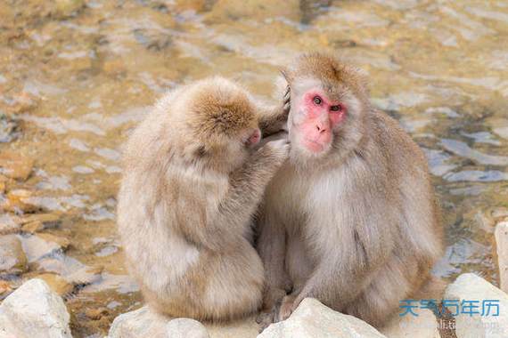 属猴人的示爱方式 属猴的人爱上你会有什么样的表现