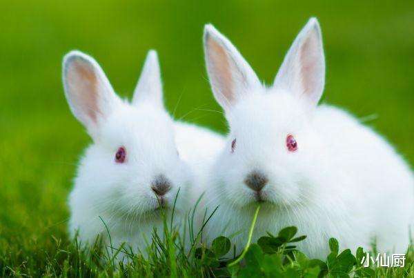 1,生肖兔配对最佳婚配属相属兔和什么属相比较相配  兔子跟什么生肖最