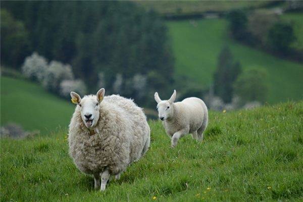 年份属羊,时候属羊,星座也属羊,好十二生肖的排行顺序属羊的年份分别