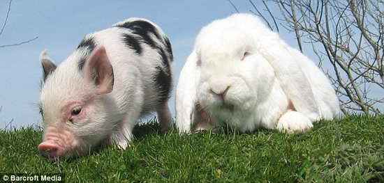 英国农场小猪和巨型兔子成为好朋友(组图)