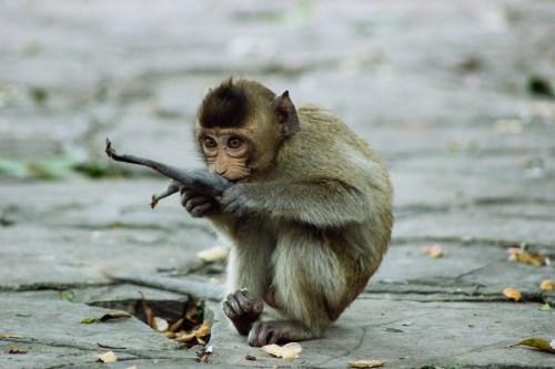 属猴人大多数都是很精明的,属猴女也不例外.