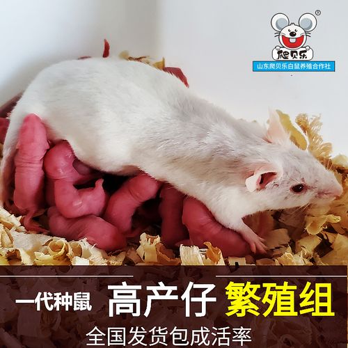 小白鼠繁殖组活体发货一公三母成体鼠
