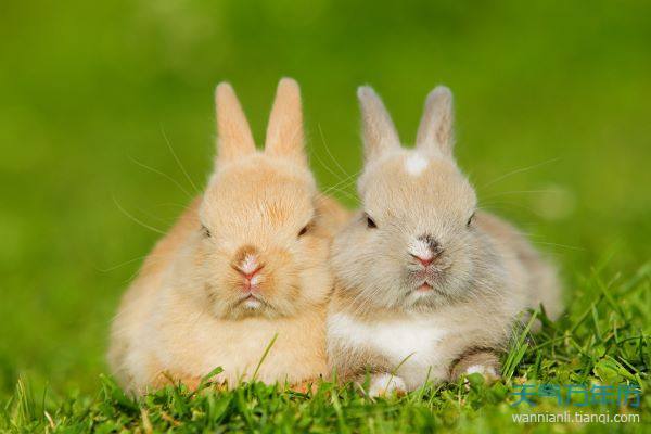 生肖兔一生的感情运势 属兔一生的爱情运势如何