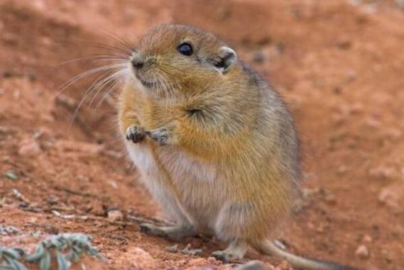 短耳沙鼠中国特有种居住群体特别与其他鼠类混居