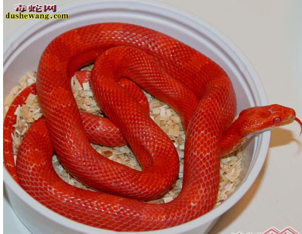 红色玉米蛇红色的玉米蛇品种有哪些