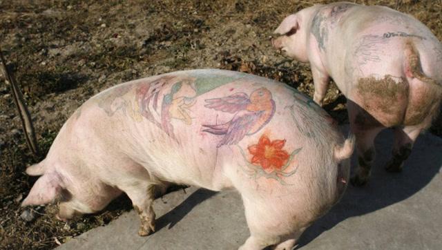 比利时艺术家在猪身上
