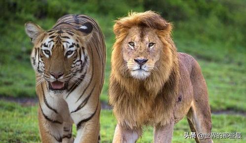 老虎或狮子,在单独捕食野牛的时候,胜算都非常低吗?