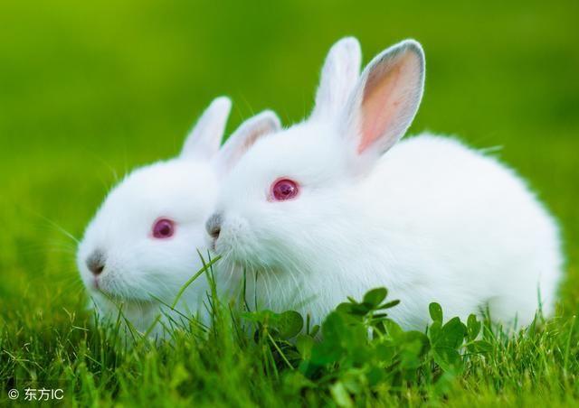 属兔的男士爱情观念是很明朗新潮的,时常会有很多的追求者.