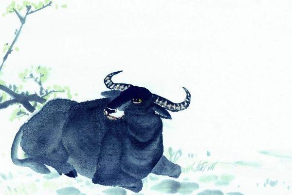 梦见水牛是什么意思梦到一群大水牛在一起有什么预兆