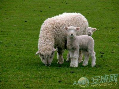四季出生属羊人的性格