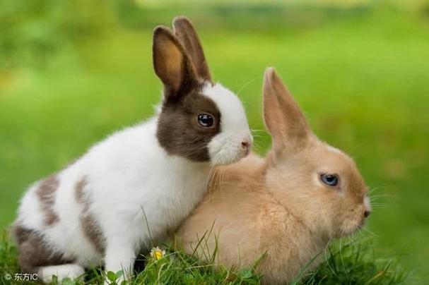 十二生肖兔子与什么属相相冲:属兔和什么属相相克