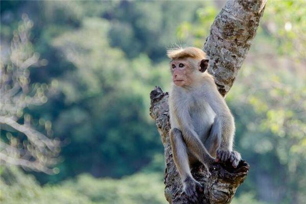 在十二属相中,不同的属相有不同的运势,那1968年属猴的是什么命呢?
