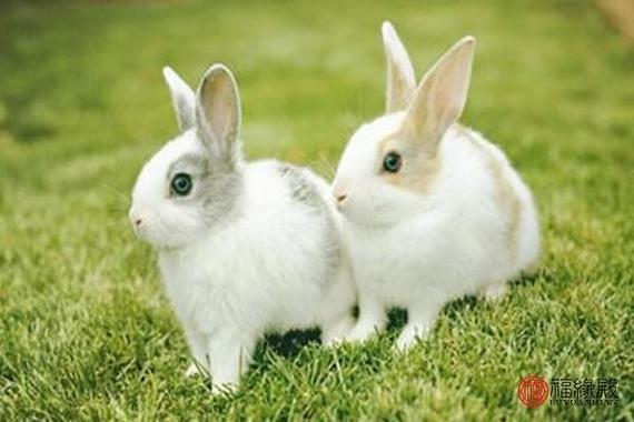 1987年属兔的最佳配偶,1987年属兔是什么命(87年属兔男婚姻怎样)