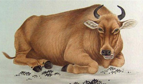 属牛的和哪个属相最不合与牛相克的属相为龙,马,羊,狗,兔.