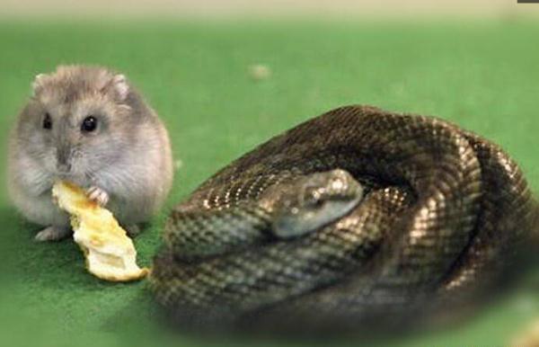 都以为蛇会吃老鼠,想不到最后变成