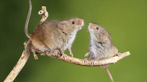 属鼠和属鼠的婚姻怎么样 属鼠和属鼠的婚姻如何