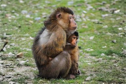 在爱情关系方面,属鼠女与属猴男在个性脾气上面能够形成互补,在待人接