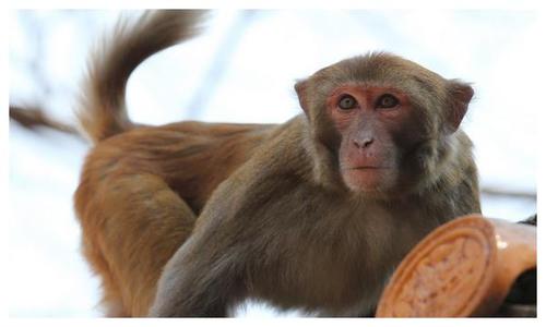 1980年的猴子人在早年的年会上经历了很多困难,但由于性格问题,他们也