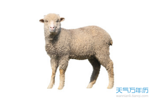 属羊人2023年运势 2023年属羊人全年运势运程(最新版)