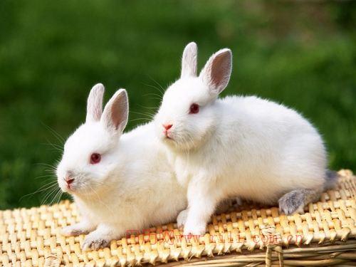 属兔的几月出生最好属兔人出生月的命运