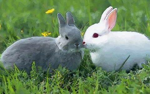 女属相兔的性格和脾气,属兔人是什么性格和脾气