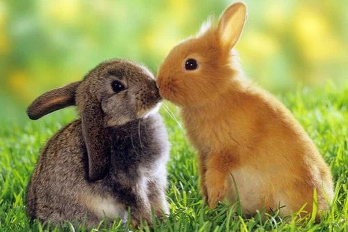 生肖兔  属兔女的感情之路会比较坎坷,在爱情里属兔女对待感情很认真