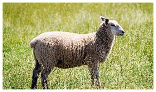 生肖羊逐年,逐月,逐日,逐时福禄详解黄历凶吉万年历,羊年生肖运势属羊