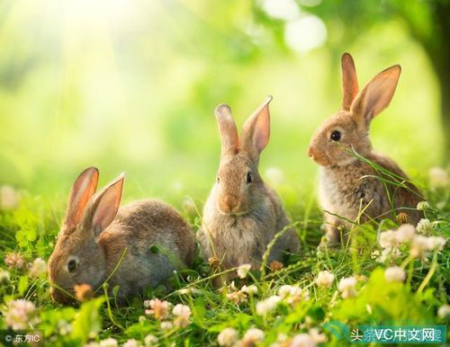 属兔的人2023年运程大全及破解——献给兔兔们!