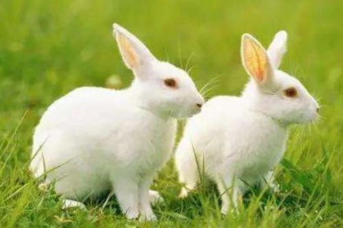 生肖兔12个月份12种命运这几月出生的兔宝宝天生好命