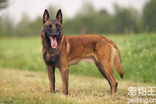 最近几年马犬在国内非常流行,这种原产于比利时的工作犬身形矫健,性格