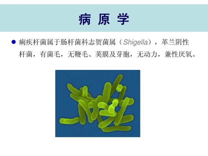 病 原 学   痢疾杆菌属于肠杆菌科志贺菌属(shigella),革兰阴性 杆菌