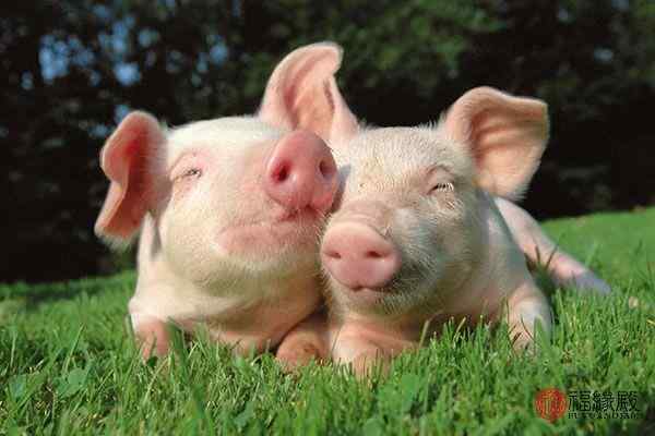 属猪的和什么属相最配猪与猪的婚配