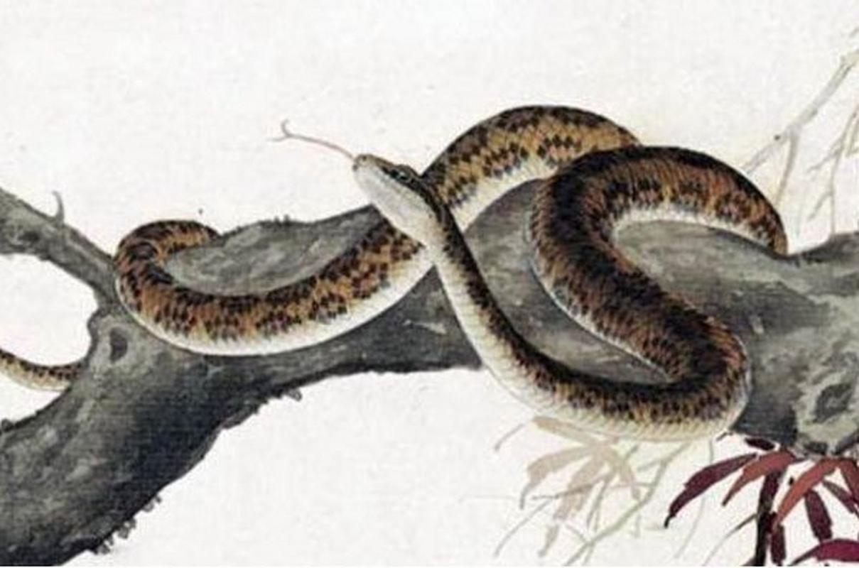 生肖蛇 属蛇的人性格上很独立,能够自己做成一些事情,很少去麻烦别人