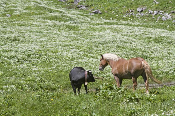 马和牛高寒草甸