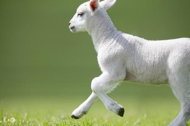 三月出生的属羊人最好在羊年出生的人性格是很好的,他们给人们的感觉