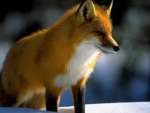 美丽的变种狐狸彩狐快来认识一下吧