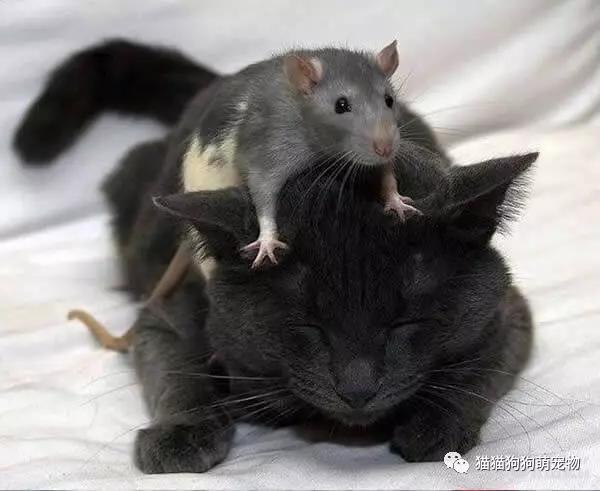 猫和老鼠在一起的有爱画面,让我又相信爱情了