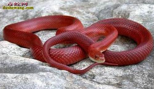 红色玉米蛇红色的玉米蛇品种有哪些