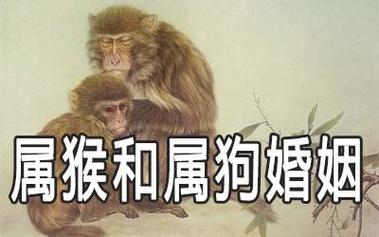 属猴人的属相是什么 属猴属相