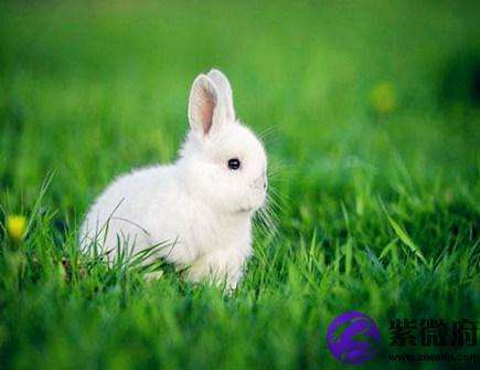 15,2023年十月 属兔 人爱情运势上旬被喜欢的人表白  属兔人的性格