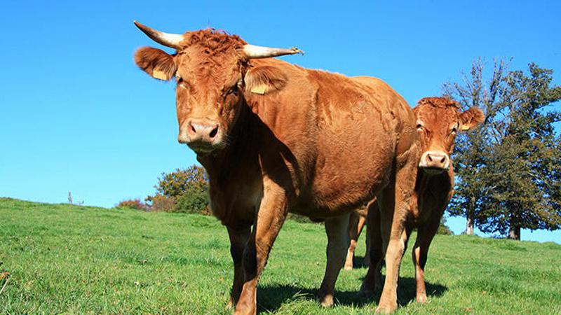 匠子生活 命理 > 正文2023年属牛者全年运势:在2023年中,生肖牛的人
