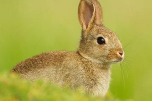 原创十二生肖之兔为什么说属兔是最好的性格大多都是先苦后甜