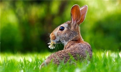1,年属兔的运势和财运:年生肖兔运势解析 属兔人年事业运势 事业上,属