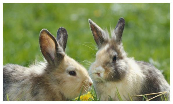 属兔人的爱情运势正如同整体运势一般,是比较强势的一个月.