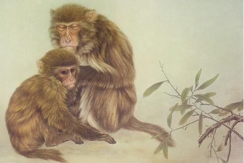 属猴2023年一月份的爱情生肖猴的运势与事业