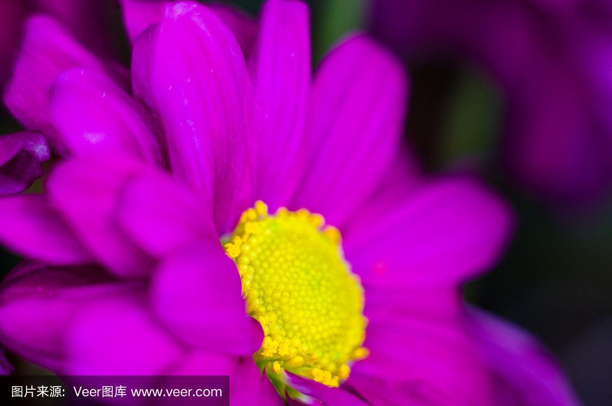 菊花的紫色和黄色鲜艳美丽,有选择性的集中,宏观